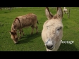Donkeys 2824